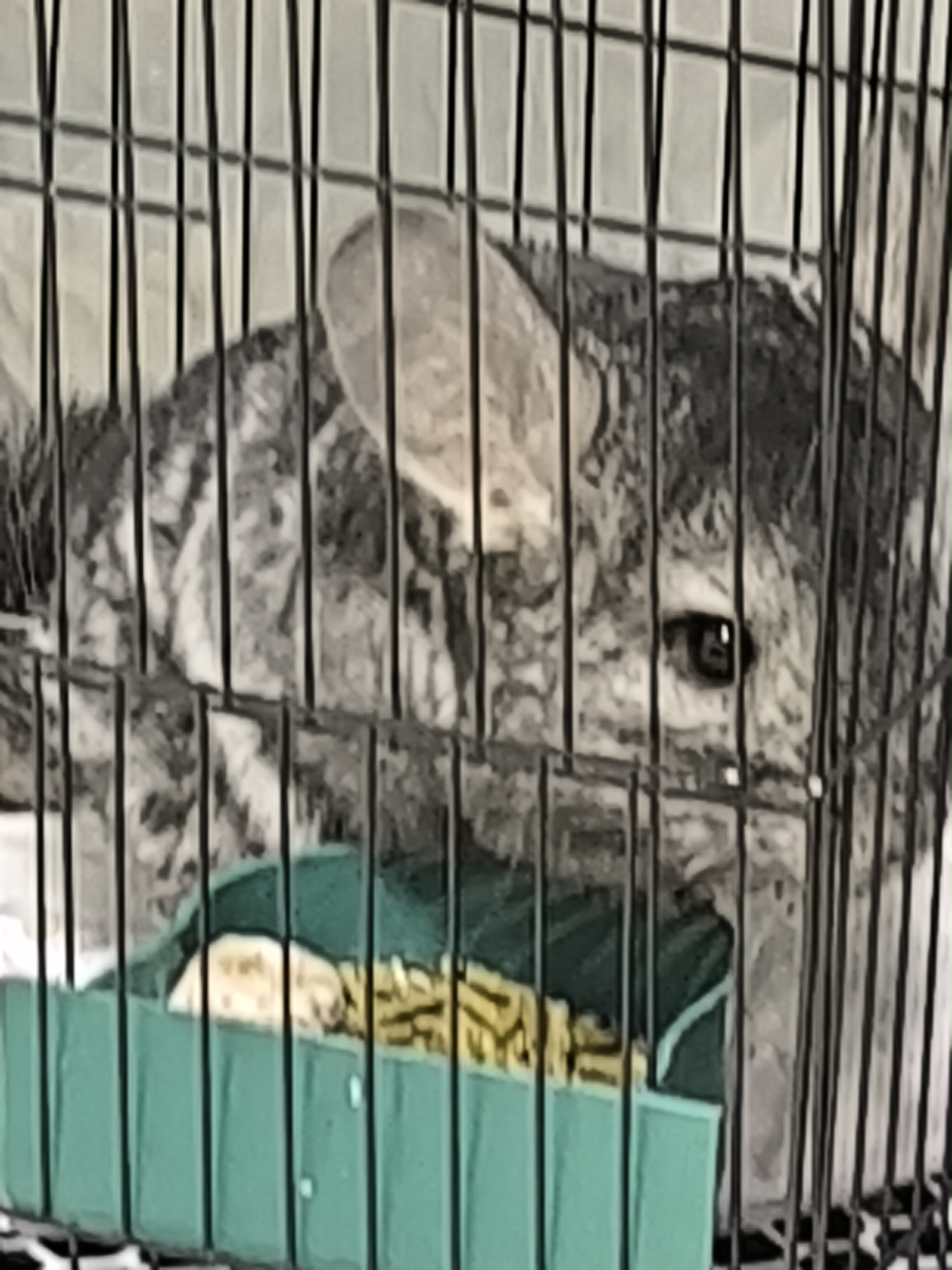 可爱的龙猫